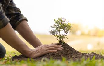 Tree Planting generic