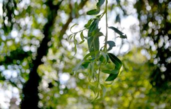 close up of a willow branch