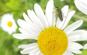 Insect on a flower