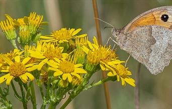 Butterfly on flower