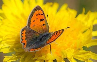 Butterfly on yellow flower