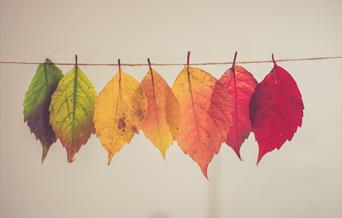 Autumn Leaves by Chris Lawton