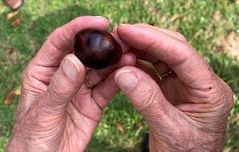 Hands holding a horse chestnut