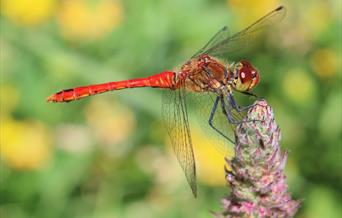 dragonfly hotspot launch wwt