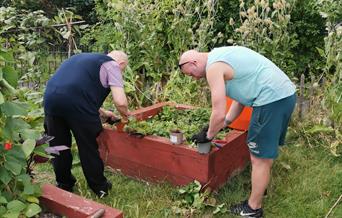 People planting strawberries in a raised bed