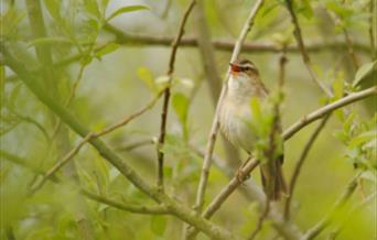 May Day Walk - wwt