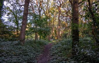 Barnes Common by Giuseppe Intrieri