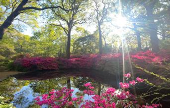 Isabella Plantation