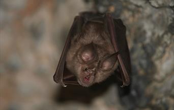 Greater Horseshoe Bat