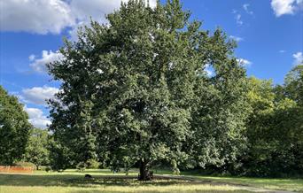 Oak tree on Barnes Common