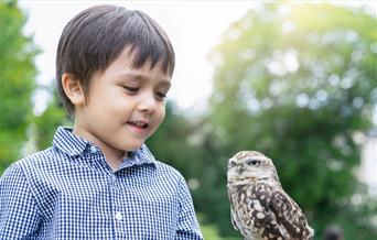 boy with owl