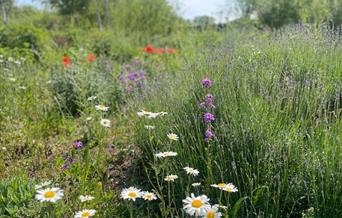 Wetland Wellbeing Workshop- Plant Medicine - image credit WWT