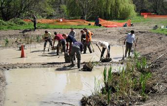 Volunteers planting the reedbed on Barnes Common