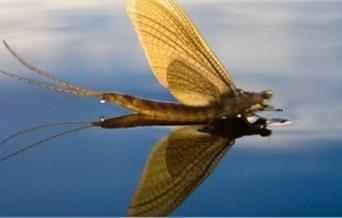 river invertebrates