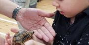 Meeting Teddy the tortoise