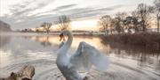 Portrait photo of a duck in Bushy park