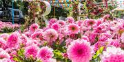 Hampton Court Flower show event pictures