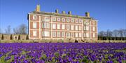 A carpet of purple crocus flowers covers the lawns on the south side of Ham House