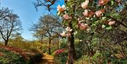 Isabella Plantation