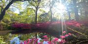 Isabella Plantation