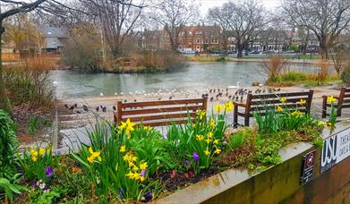 Barnes Green Pond