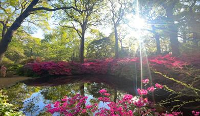 Isabella Plantation