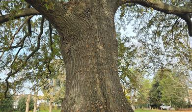 Wreath laid at the base of a turkey oak in Marble Hill Park