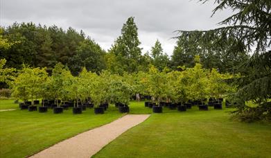 Beuys' Acorns Oak Circle