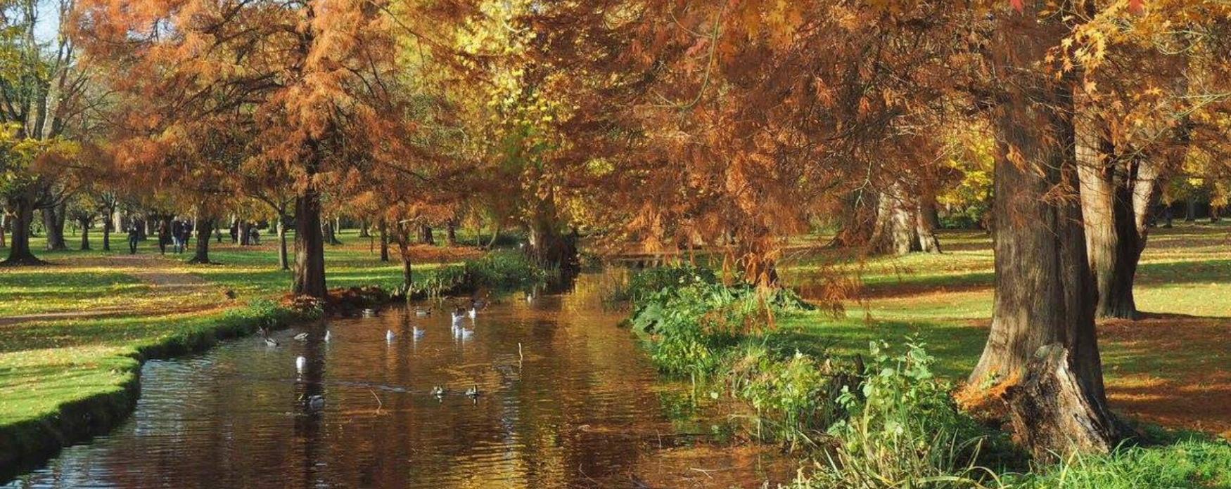 Image of bushy park in autumn