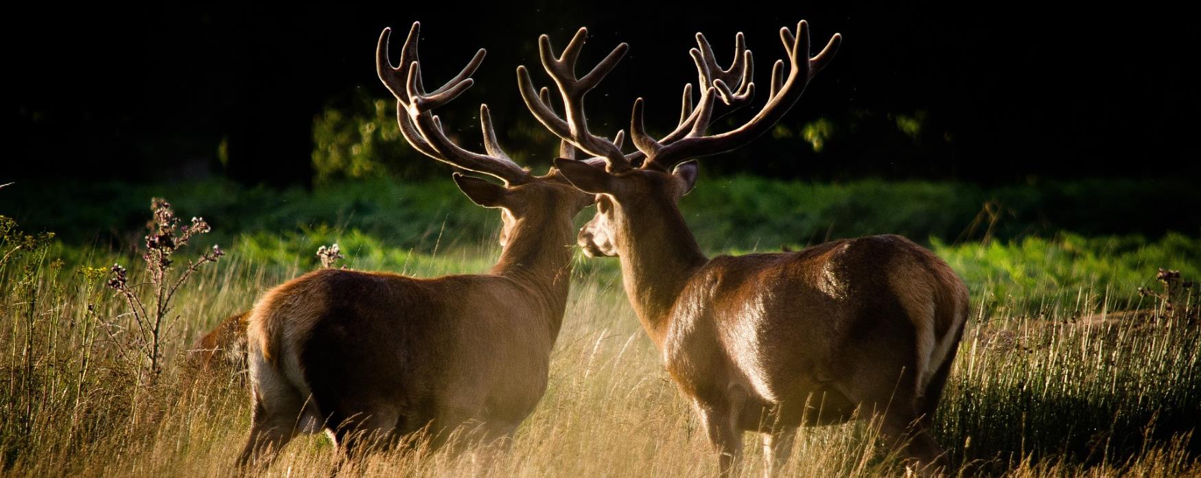 An image of two dears in Richmond Park