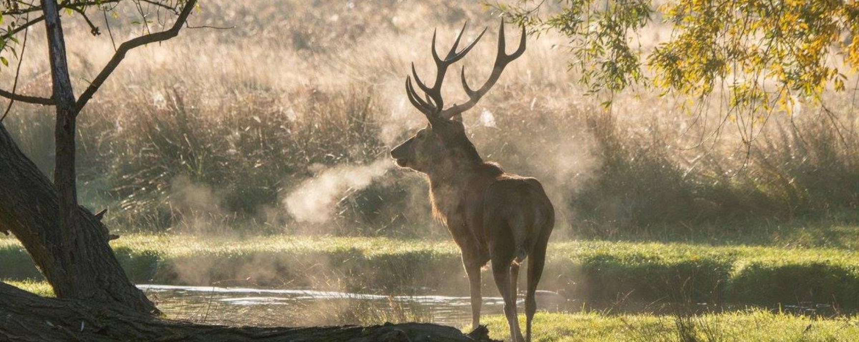 Picture of a deer
