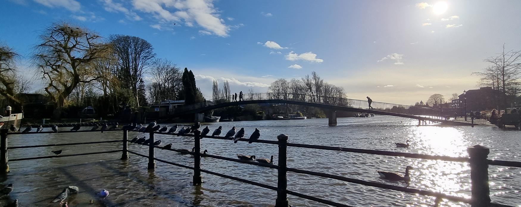 A beautiful shot of Twickenham Riverside with a lot of pigeons in the frame