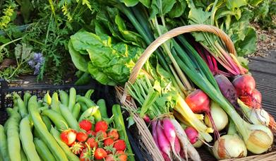 Produce grown and harvested for the local food bank