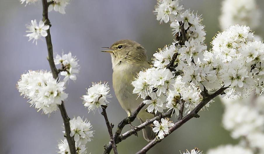 Chiff Chaff on Blackthorn - Photo by Andrew Wilson