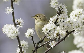 Chiff Chaff on Blackthorn - Photo by Andrew Wilson