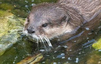 Otter at Wetland Centre