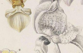 Flower drawing and dissection: Intermediate
