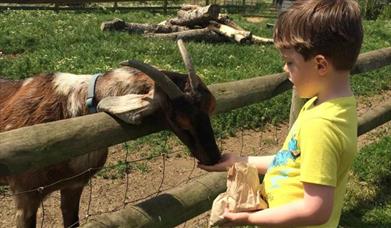A picture of kid feeding a goat