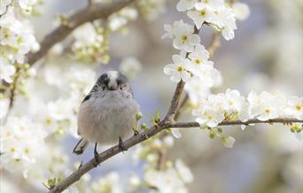Long Tailed Tit on a flowering Cherry Plum tree