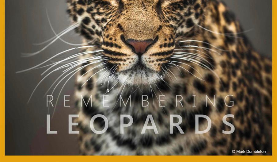 remembering leopards