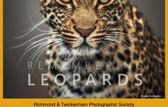 remembering leopards
