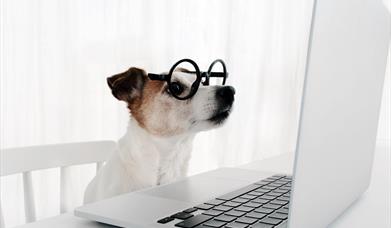 Dog with glasses looking at a laptop.