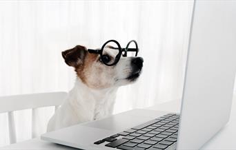 Dog with glasses looking at a laptop.