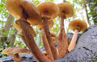 Fungi on Barnes Common - Photo by Andrew Wilson