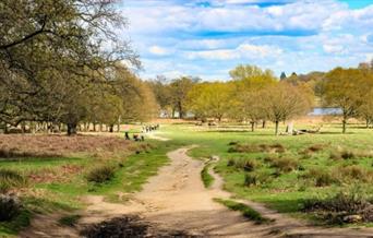 A picture of beautiful Richmond Park