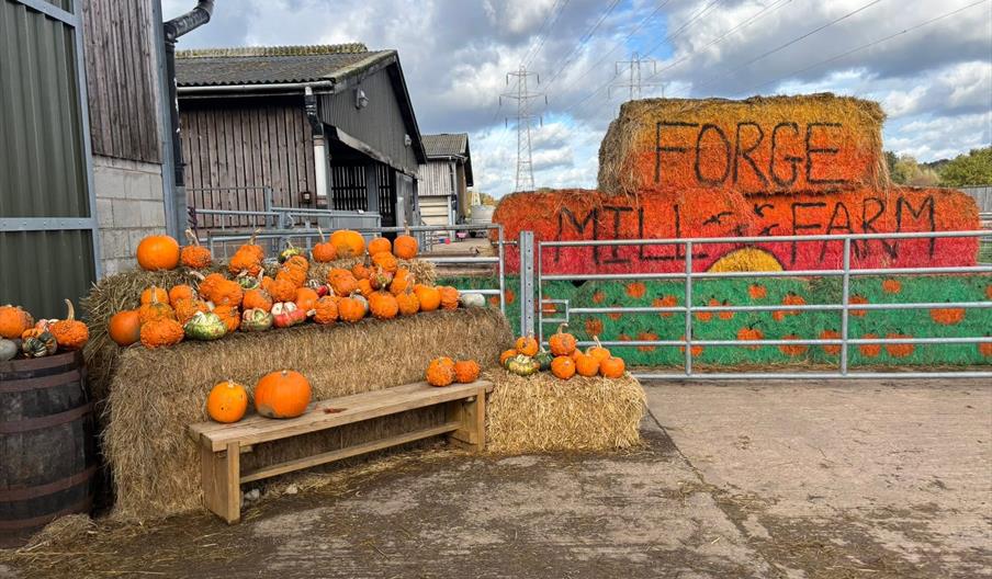 Pumpkins at Forge Mill Farm