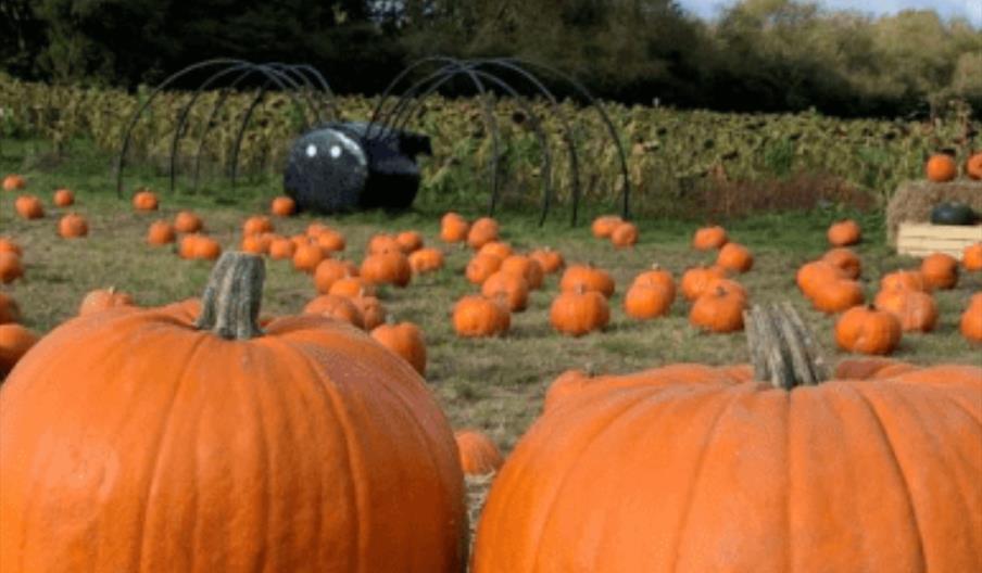 Pumpkin Picking