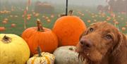 Dogs Pumpkin picking Evening