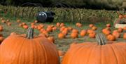 Pumpkin Picking