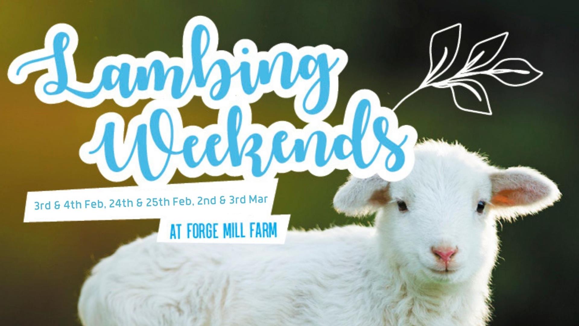 SAN Gallery - Lambing Weekend
